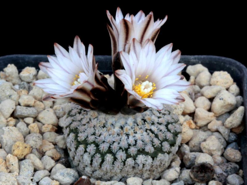 Turbinicarpus valdezianus v. albiflorus 