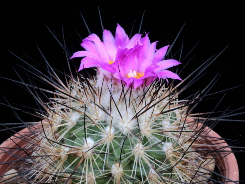 Turbinicarpus viereckii MK 76,226