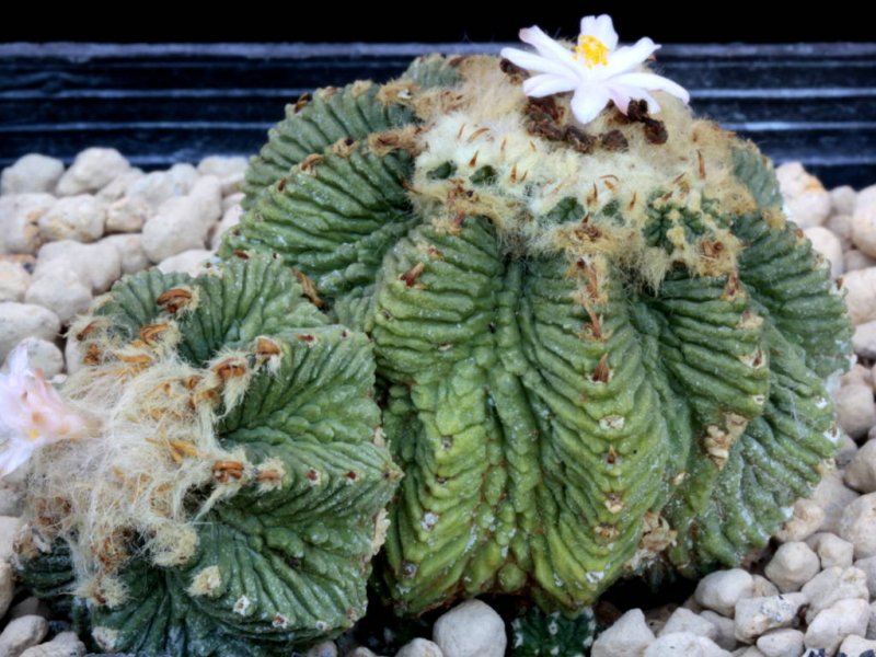 Aztekium ritteri 