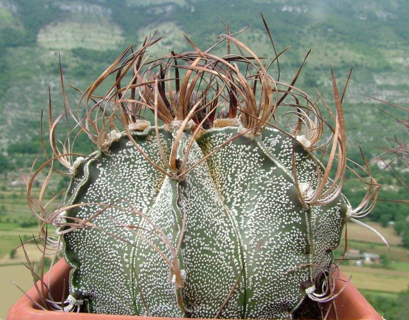 Astrophytum capricorne 