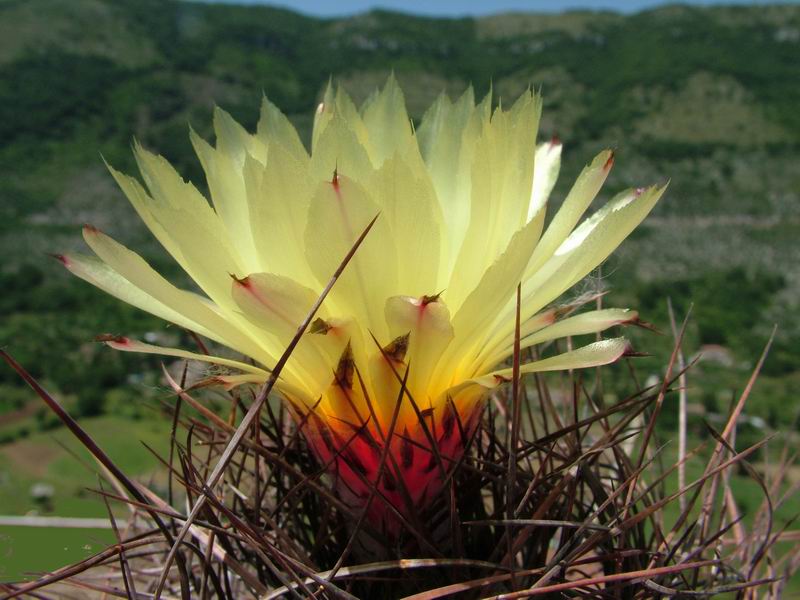 Astrophytum capricorne v. senile 