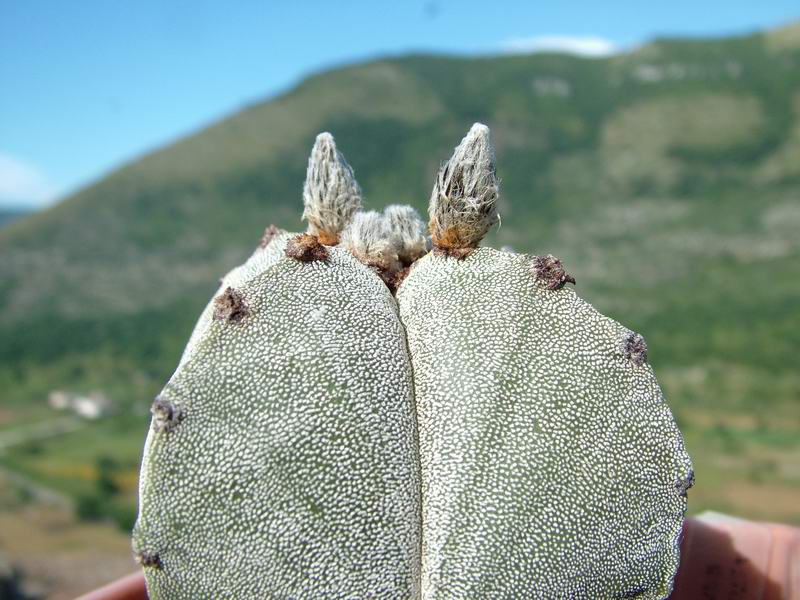 Astrophytum myriostigma v. quadricostatum 