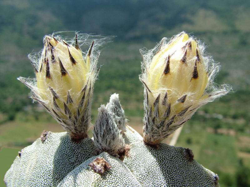 Astrophytum myriostigma v. quadricostatum 