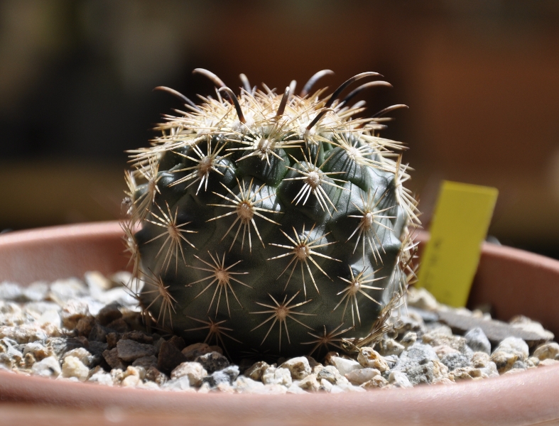 Coryphantha kracikii 