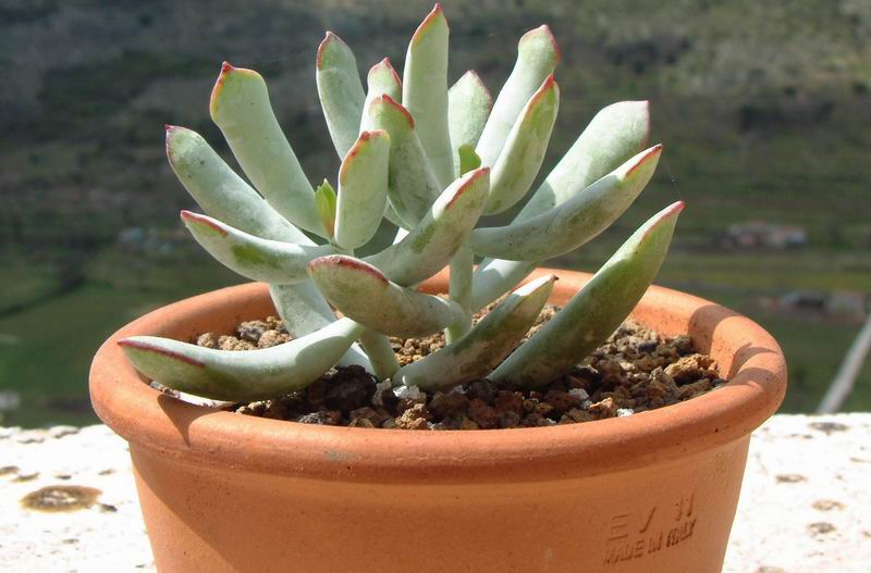 Cotyledon orbiculata 