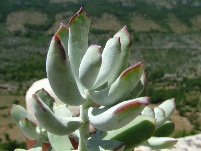 Cotyledon orbiculata 