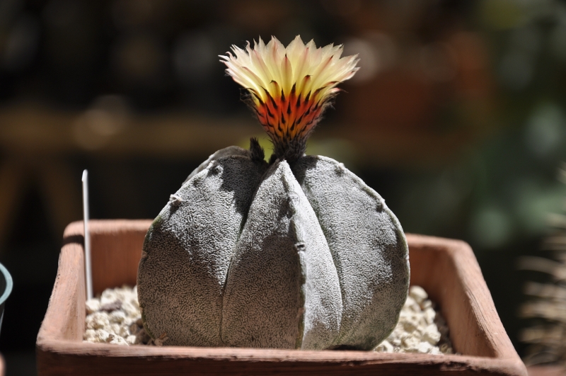 Astrophytum coahuilense 