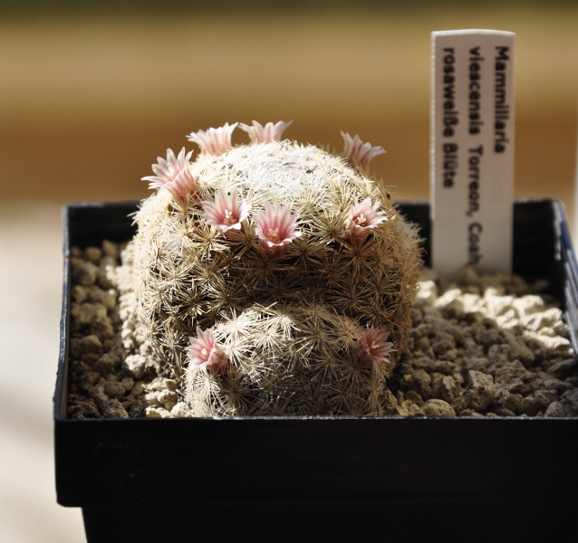 Mammillaria viescensis 