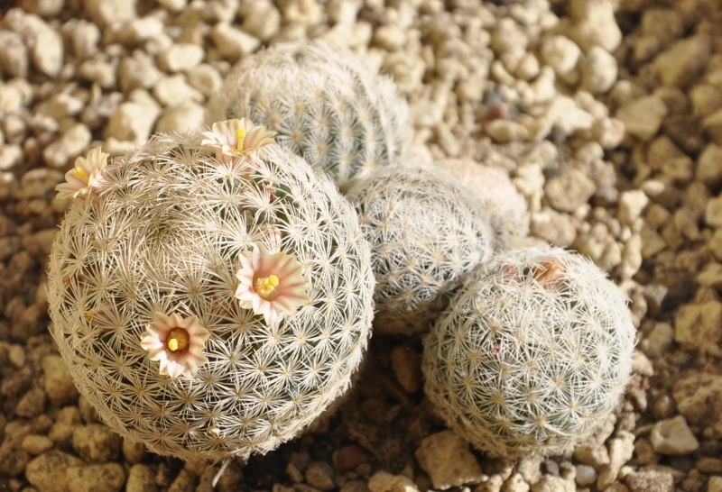 Mammillaria lasiacantha ROG 011