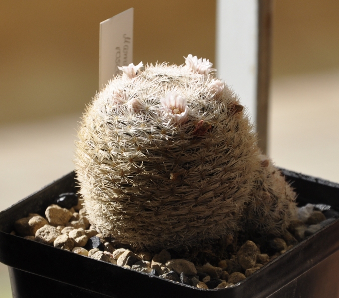 Mammillaria roseocentra 