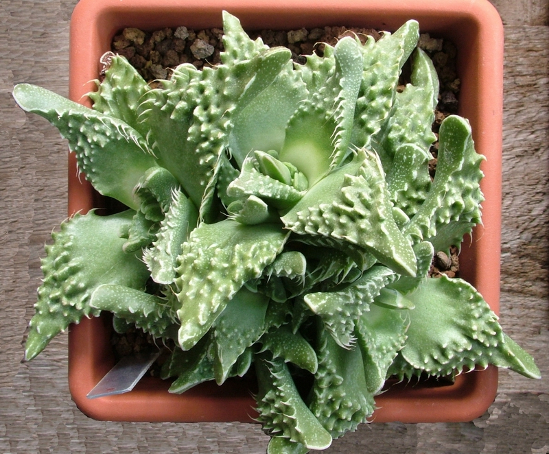 Faucaria tuberculosa 