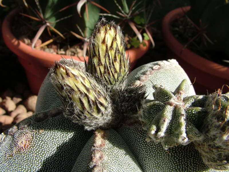 Astrophytum myriostigma 