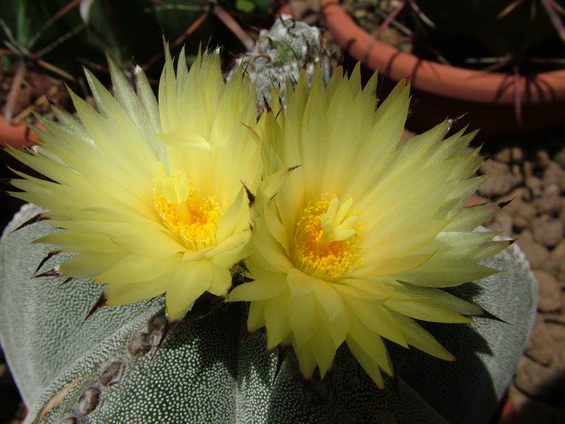 Astrophytum myriostigma 