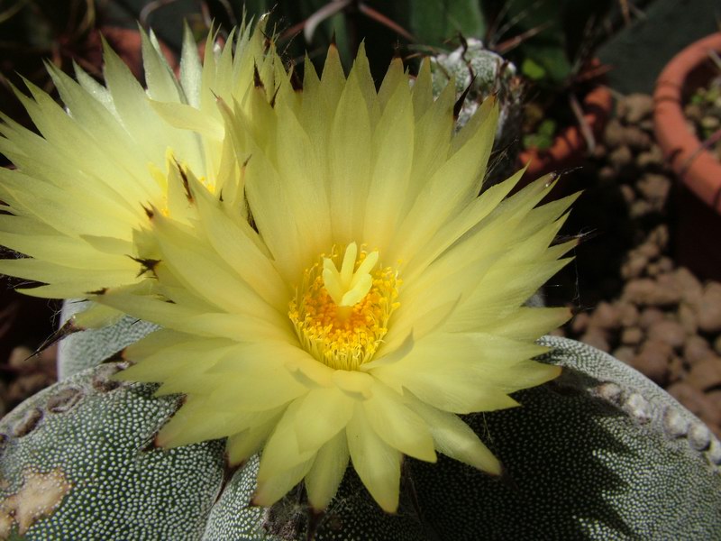 Astrophytum myriostigma 