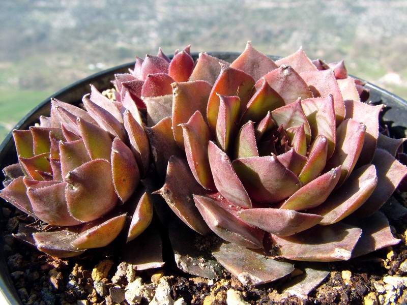 Sempervivum cv. 'Carmen' 