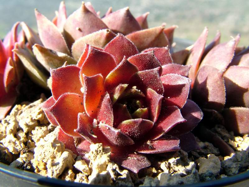 Sempervivum cv. 'Carmen' 