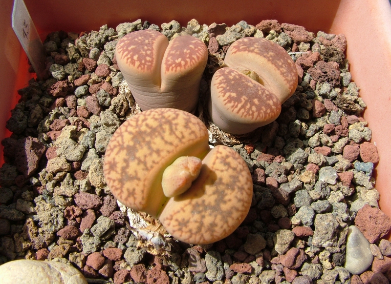 Lithops aucampiae 