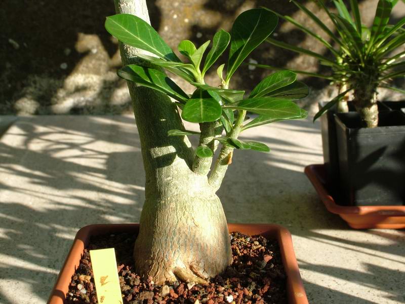 Adenium obesum 