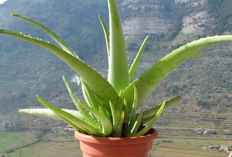 Aloe vera 