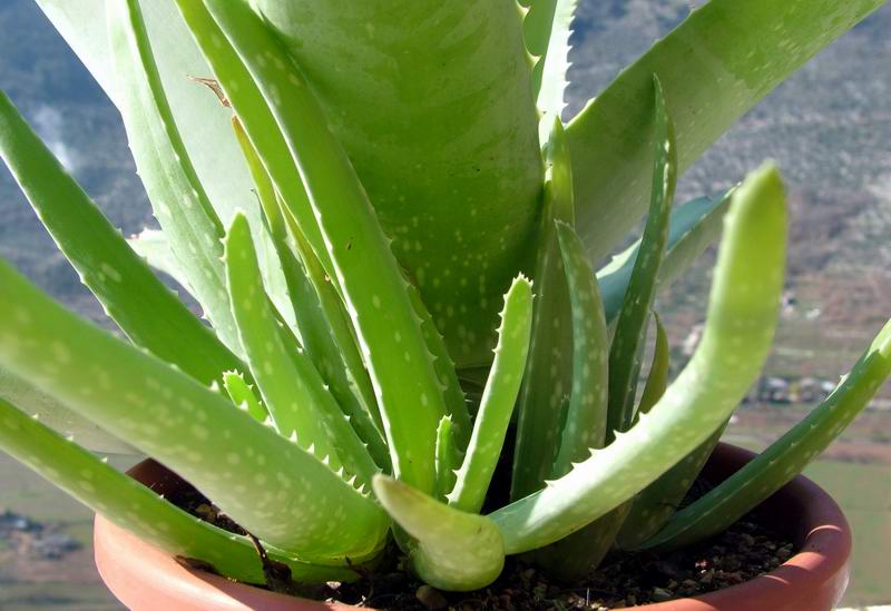 Aloe vera 