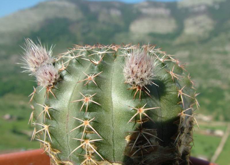 Echinocereus pulchellus 