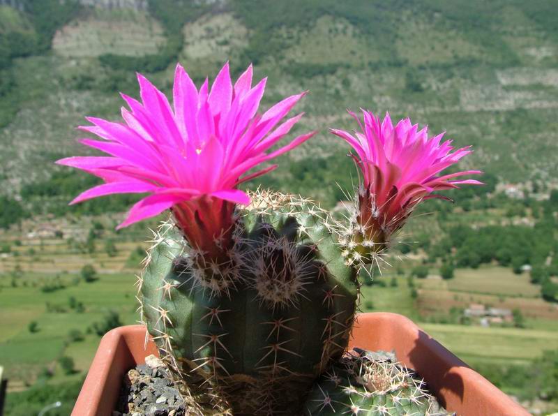 Echinocereus  pulchellus 