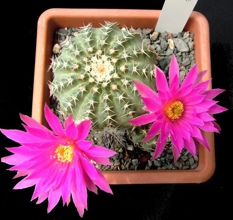 Echinocereus pulchellus 