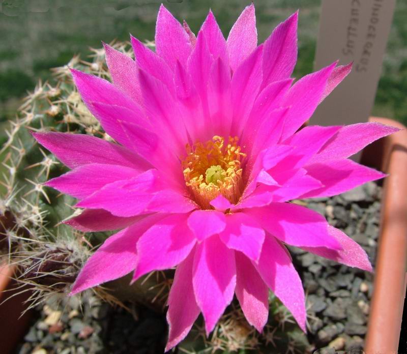 Echinocereus pulchellus 