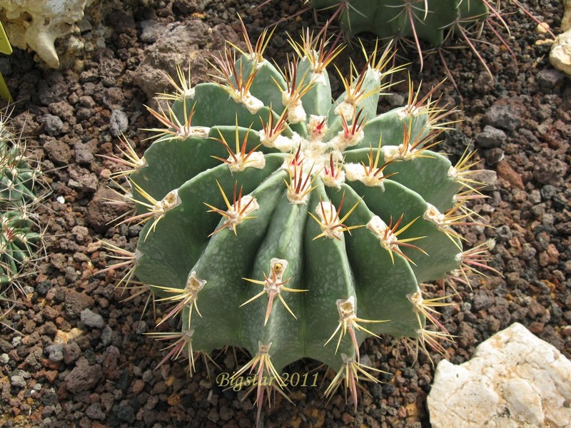 Ferocactus latispinus v. spiralis 