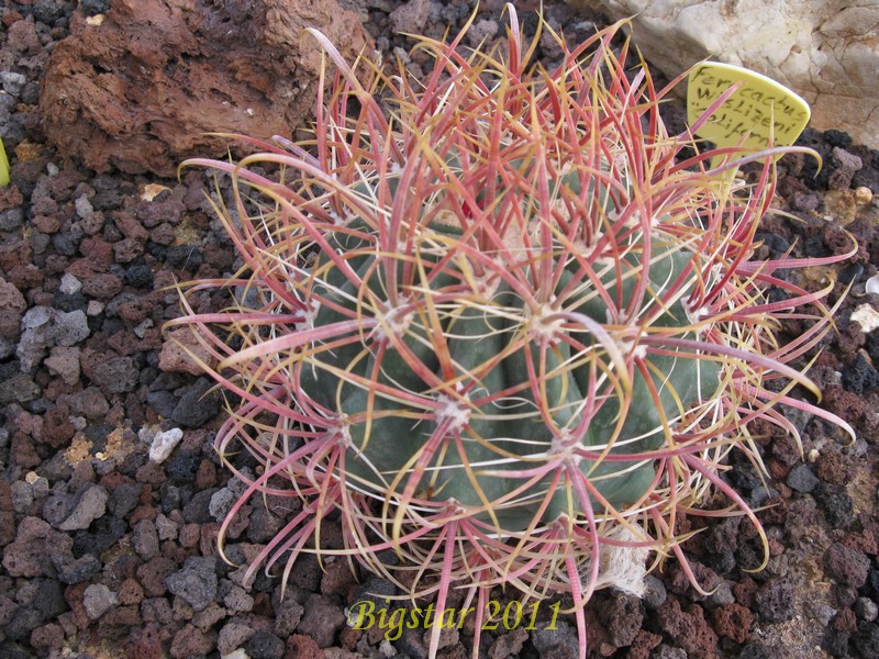 Ferocactus wislizeni 