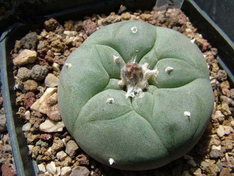 Lophophora williamsii 