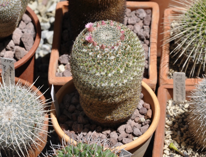 Mammillaria aff. formosa ROG326