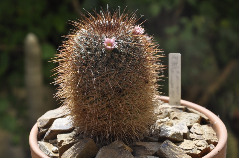 Mammillaria discolor Rog 464