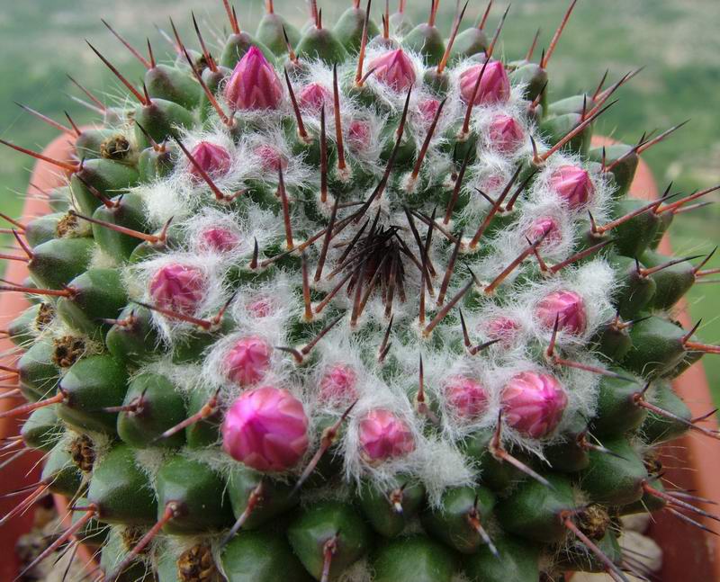 Mammillaria mendeliana 