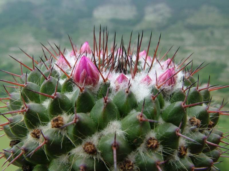 Mammillaria mendeliana 