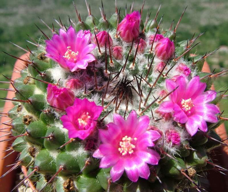 Mammillaria mendeliana 