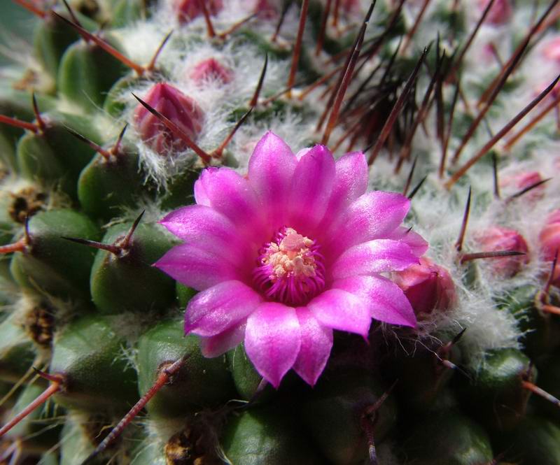 Mammillaria mendeliana 