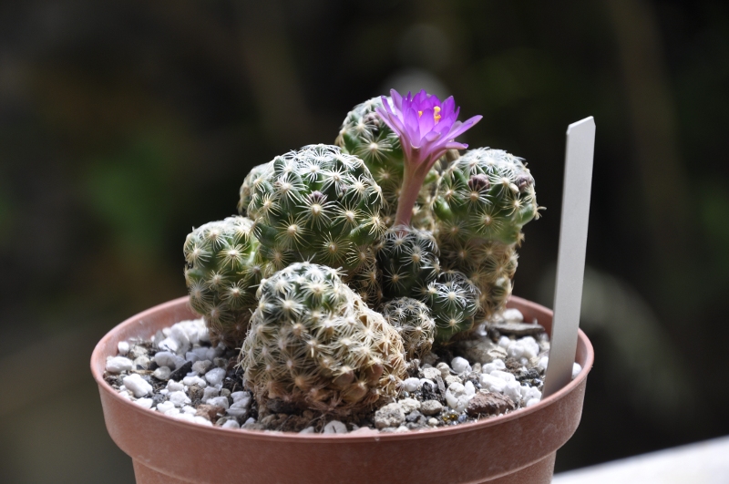 Mammillaria saboae ssp. roczekii ROG 757