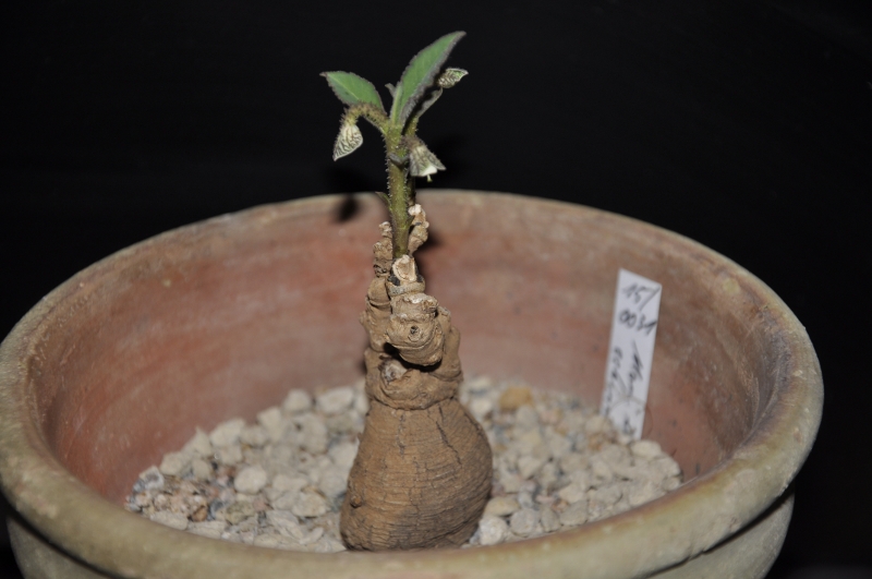 Monadenium echinulatum 