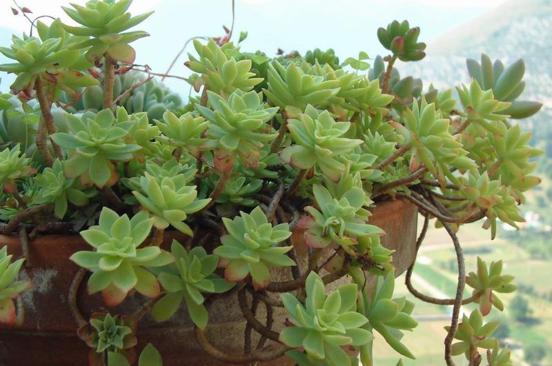 Sedum compressum 