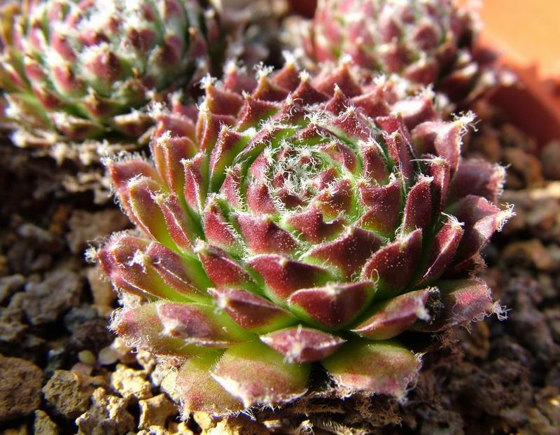 Sempervivum dolomiticum 