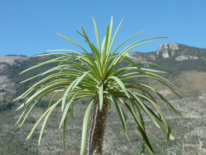 Senecio kleinia 