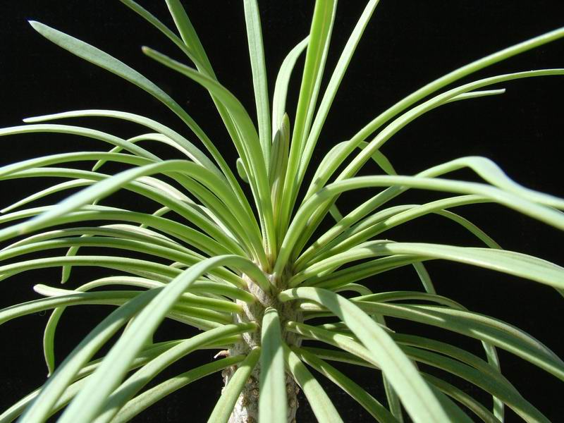 Senecio kleinia 