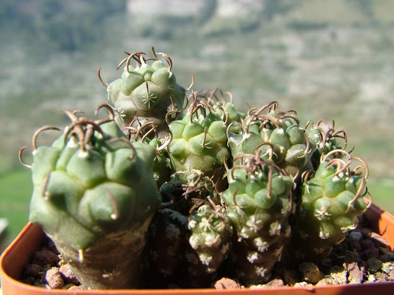 Turbinicarpus schwarzii 