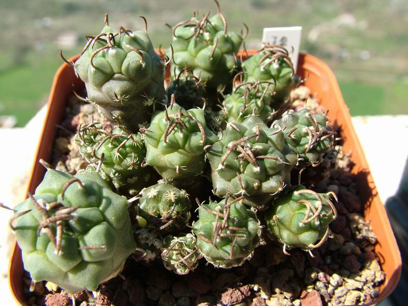 Turbinicarpus schwarzii 