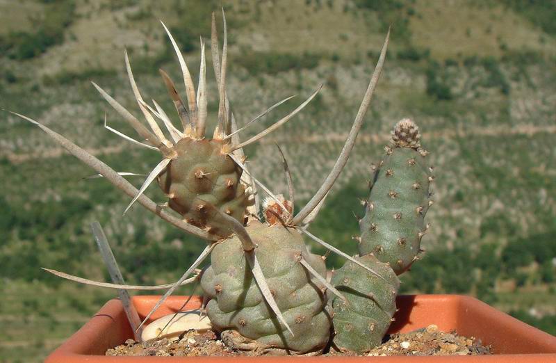 Tephrocactus articulatus 