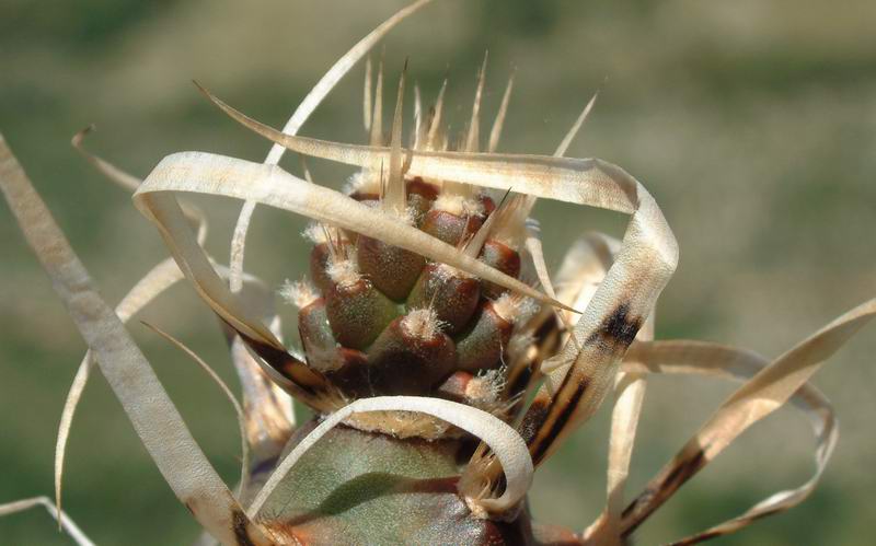 Tephrocactus articulatus 