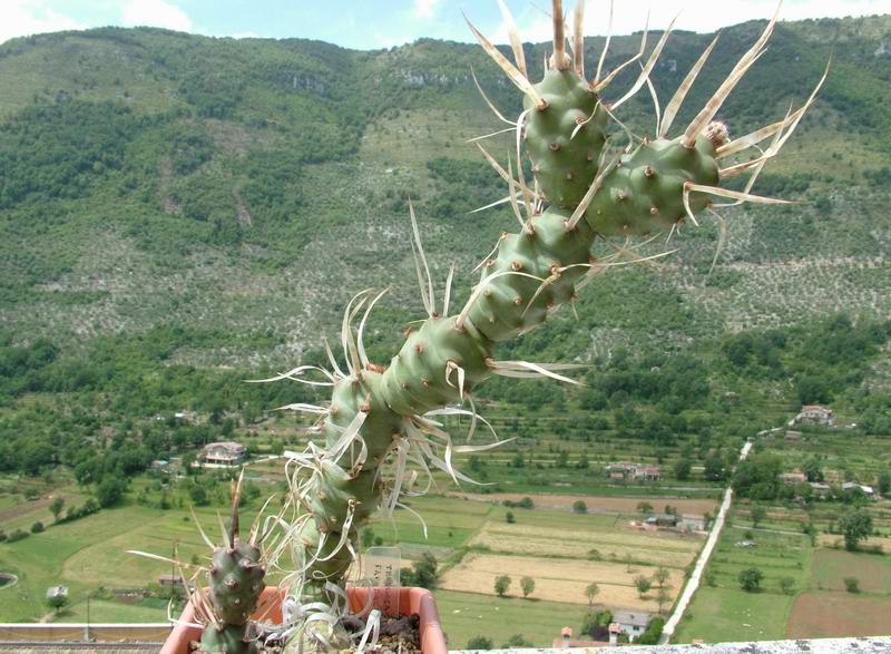 Tephrocactus articulatus 