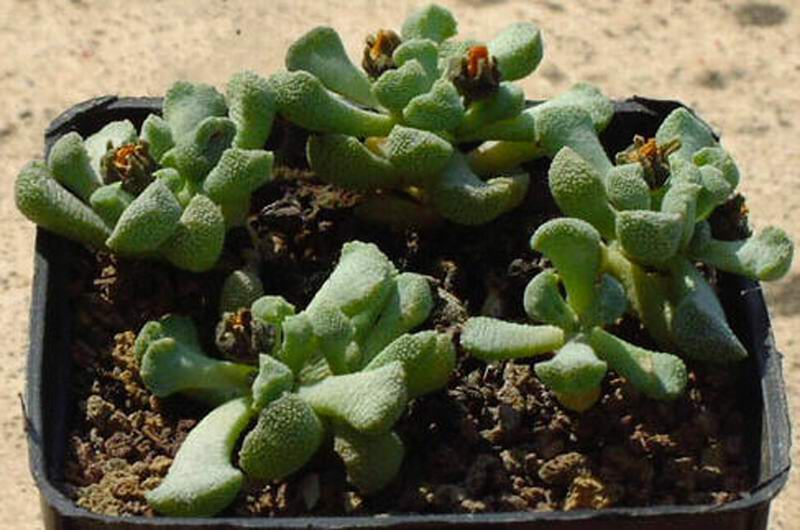 aloinopsis villetii