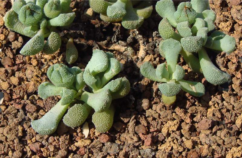 Aloinopsis villetii 